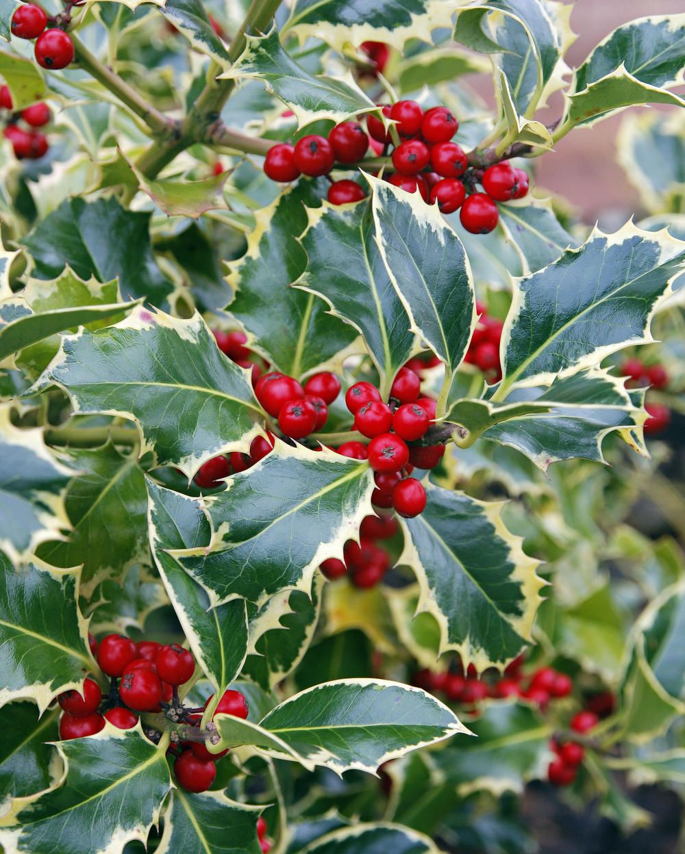 Ilex aquifolium 'Madame Briot'